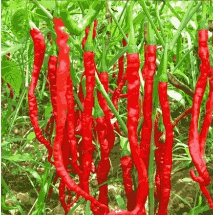 Hybrid Chilli Seeds