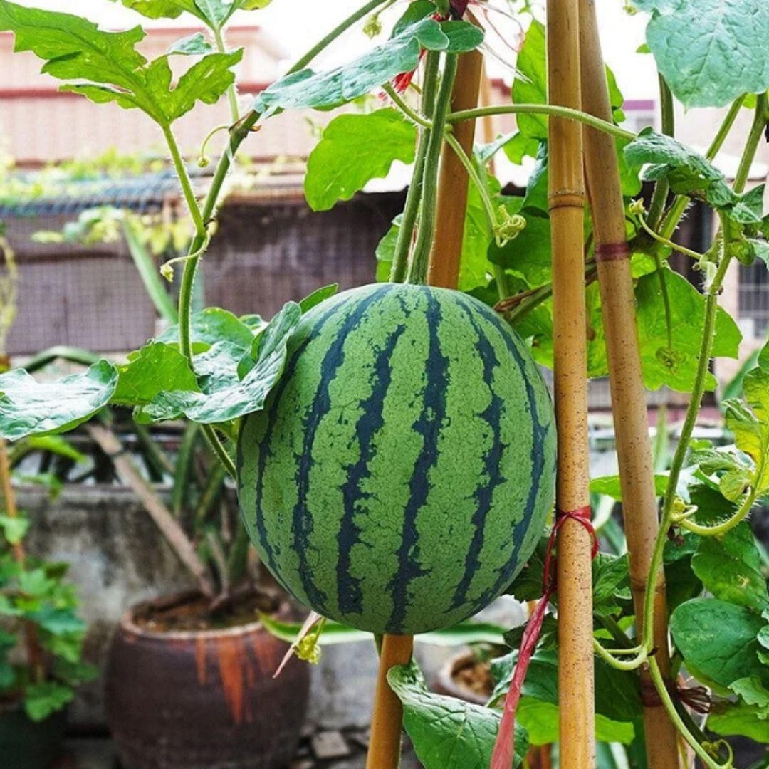 Potted small watermelon seeds