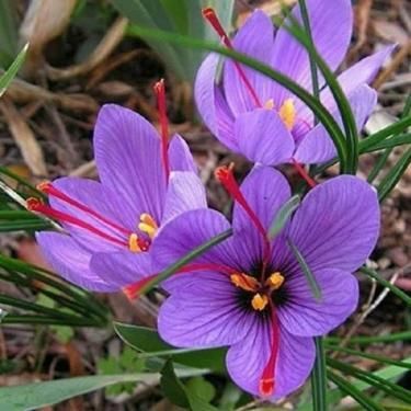 Saffron Crocus Bulbs