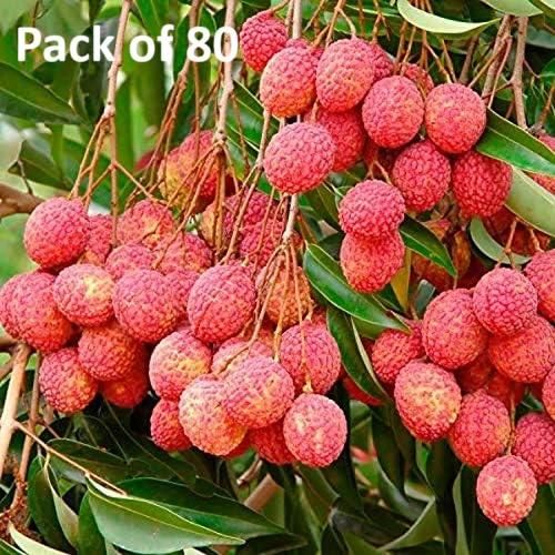 Healthy Lychee Fruit Seeds (Pack of 80)