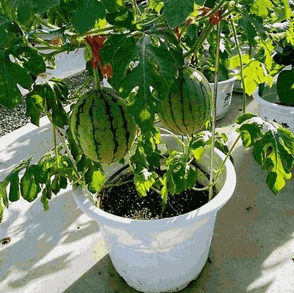 Potted small watermelon seeds