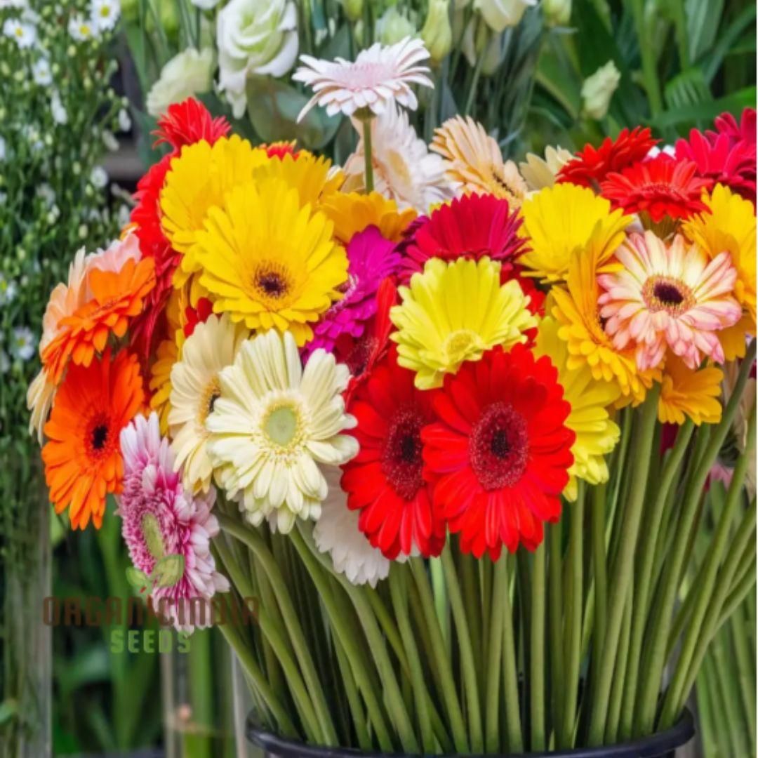 Gerbera Mix Flowering Seeds for Beautiful Blossoms, Ideal for Planting and Gardening Enthusiasts