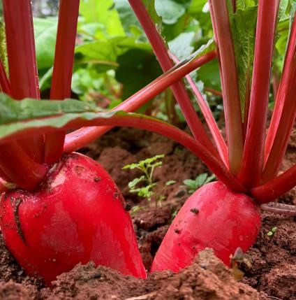 Pineapple Fruit Radish Seeds