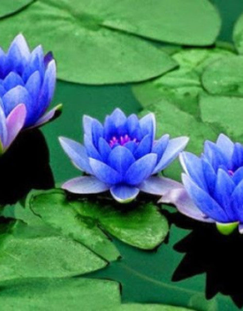 Water Lily Flower Seeds (Pack Of 2)