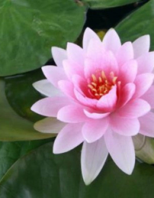 Water Lily Flower Seeds (Pack Of 2)