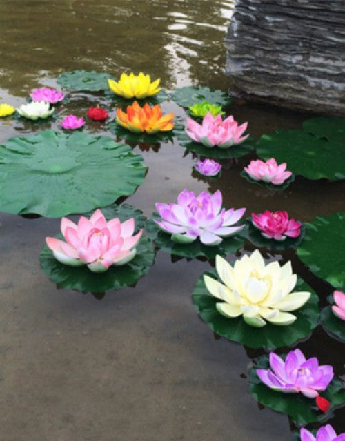 Water Lily Flower Seeds (Pack Of 2)